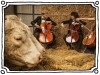 The Denmark Cow Concert