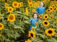 Creative Highlights Symbolbilder Two little sisters running together in sunflower field model released Symbolfoto AWAF0