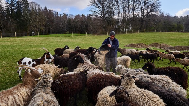 Schafe für Waldmuseum