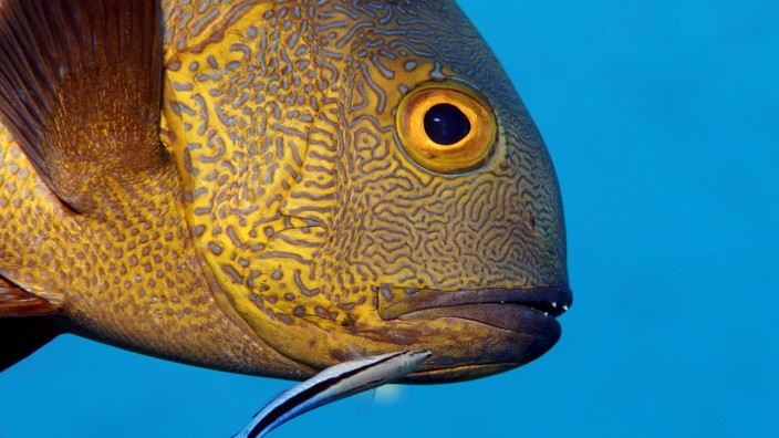 Verhaltensforschung: Putzerfische fressen deutlich größeren Fischen Parasiten vom Leib. Eigentlich hätten sie aber Appetit auf etwas anderes.