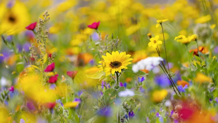 Botanik: Eine Blütenvielfalt im Garten ist nicht nur etwas fürs menschliche Auge, sondern auch gut für den Klimaschutz.
