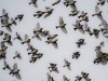 Masseneinflug von Bergfinken in Hessen