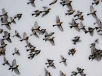 Biologie: Warum Zugvögel so hoch fliegen