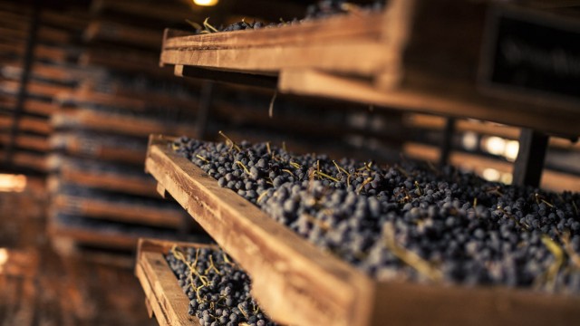 Weinkultur: 100 Tage luftgetrocknet: Die Trauben für den Amarone lagern auf Gestellen aus Bambus.