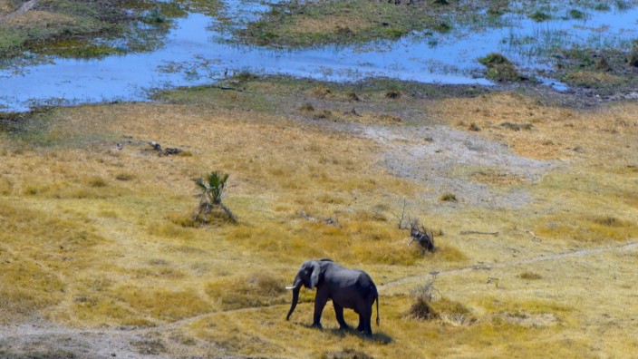 Bedrohte Arten: Womöglich haben sich in Wasserstellen giftige Cyanobakterien so stark vermehrt, dass dies für Elefanten gefährlich wurde.