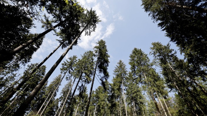 Nachhaltigkeit: Fichten im Freisinger Forst: Die Bäume wachsen in den Himmel, oder?