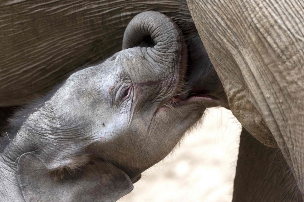 Elefanten-Nachwuchs im Zoo von Frankreich