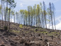 Nationaler Waldgipfel: Auf dem Holzweg?