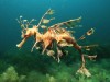 Leafy seadragon male {Phycodurus eques} Australia PUBLICATIONxINxGERxSUIxAUTxONLY 1067933 PETERxSCOO
