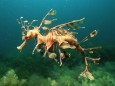 Leafy seadragon male {Phycodurus eques} Australia PUBLICATIONxINxGERxSUIxAUTxONLY 1067933 PETERxSCOO