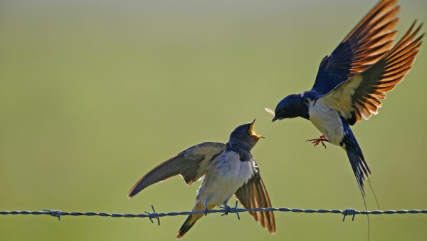 Rauchschwalbe, Rauch-Schwalbe (Hirundo rustica), Altvogel fuettert im Flug einen flueggen Jungvogel