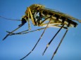 Forscher fahnden nach neuen Stechmückenarten