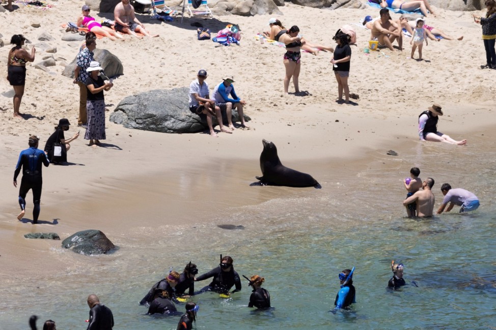 People visiting the beach look at a sea lion as tourism makes a comeback in California