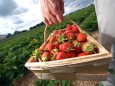 Erdbeeren zum Selberpflücken in Olching, 2011