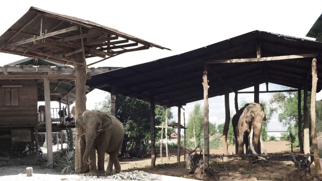Fünf Favoriten der Woche: Die Volksgruppe der Kuy lebt in Thailand seit Langem mit Elefanten zusammen.