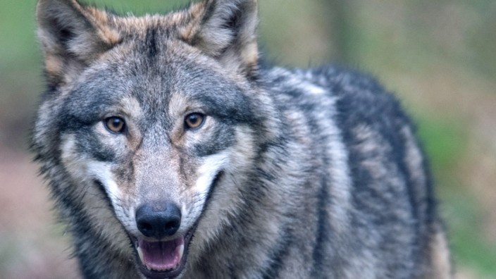 "Ein Riss reicht": Wölfe haben es künftig schwer in Bayern. Wenn es nach der Staatsregierung geht, dürften sie künftig abgeschossen werden, sobald auch nur ein Nutztier in dem Gebiet gerissen wird.