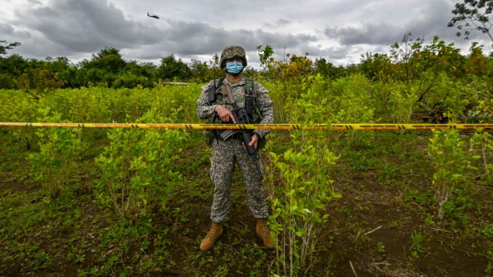 Wahlkampf in Kolumbien: Bislang kämpft Kolumbien mit Soldaten gegen die Kokaplantagen und Drogenkartelle. Jetzt sollen Hubschrauber wieder das Pflanzengift Glyphosat aus der Luft versprühen.