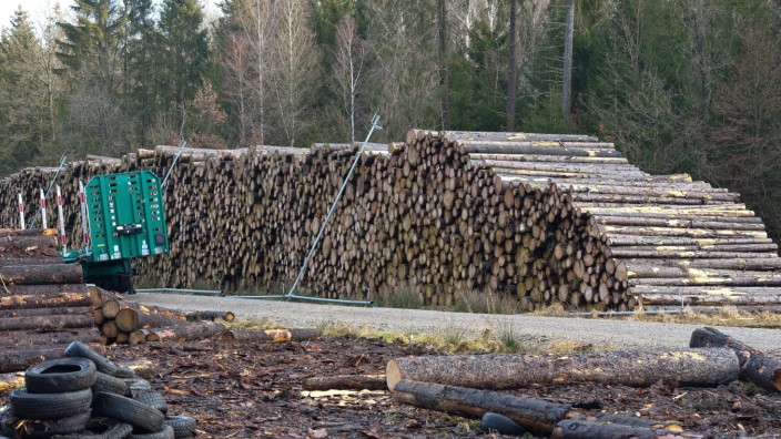 Holzwirtschaft: Viele Sägewerke haben ihre Kapazitätsgrenzen erreicht, heißt es in einem Papier des Wirtschaftsministeriums. (Im Bild: Fichtenholz in Ebersberg)