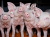 Schweinehaltung - Ferkel, mehrere Ferkel nebeneinander blicken neuierig. Ferkelaufzucht - niedliche Ferkel mit neugierig