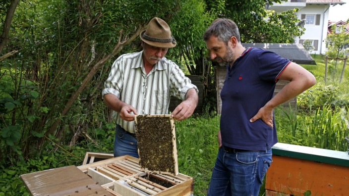 Naturschutz: Korbinian Schneeberger (rechts) lernt vom erfahrenen Imker Georg Aigner (links) viel über das Leben seiner Bienen.