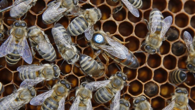 Naturschutz: Bienen sind faszinierende Tiere: Nur die Königin kann Eier legen, aus den unbefruchteten schlüpfen die männlichen Drohnen.