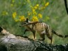Numbat - walking on log (Myrmecobius fasciatus). Southwest Western Australia. PUBLICATIONxINxGERxSUIxAUTxONLY Copyright: