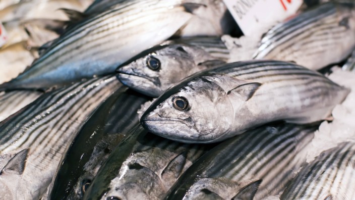 fischmarkt,fischverkauf,tunfisch *** fish market,fish sales,tuna khh-g7d