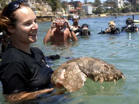 Teppichhai vor der Küste von Sydney;AP
