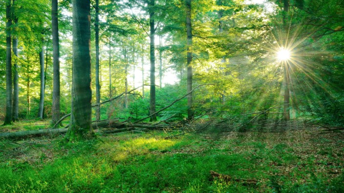 Umwelt und Natur: Spessart aus dem Bilderbuch: Die Sonne strahlt am frühen Morgen durch das Laub eines alten naturnahen Buchenwalds.