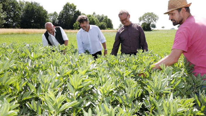 Ökolandbau: Ralf Huber (von links), Stephan Sedlmayer und Hubert Heigl lassen sich von Peer Urbatzka die Besonderheiten der Lupine erklären, aus deren Samen man Brotaufstriche machen kann.