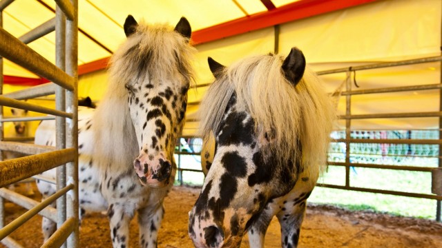 Zirkus in Vaterstetten: Die Ponys warten in den Ställen auf ihren Auftritt.