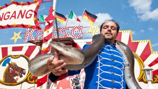 Zirkus in Vaterstetten: Stolz präsentiert Aron Schmidt-Feraro eine 40 Kilo schwere Anakonda.