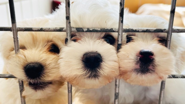 Corona und Tiere: Schnauze voll? Drei junge Malteser-Hunde im Tierheim Berlin. Sie wurden während der Corona-Beschränkungen angeschafft und passen nun nicht mehr ins Leben der Besitzer.