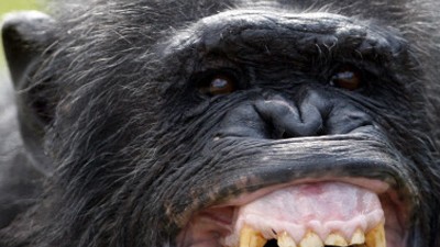 Verhaltensbiologie: Bonobos jagen andere Affen.