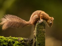 Biologie: Warum Eichhörnchen nicht abstürzen