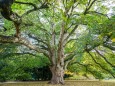 Der Bergahorn (Acer pseudoplatanus) im Hamburger Hirschpark (Nienstedten) ist am Freitag (23.10.2020) zum Nationalerbe-