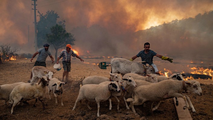 Waldbrände am Mittelmeer: Würden Schafe Gestrüpp und Unterholz in Wäldern freifressen, wäre die Gefahr für Brände etwas geringer.