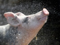 Tierzucht: Die Vermessung des Schweineglücks