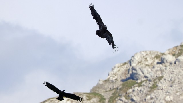 SZ-Serie: Vogelwuid - Ein Geier zieht aus: Schaukämpfe am Knittelhorn: Ein Steinadler (links unten) verfolgt das Bartgeier-Weibchen Bavaria.