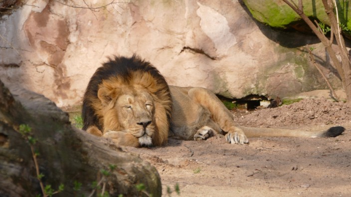 Altersschwacher Löwe Subali in Nürnberger Zoo eingeschläfert