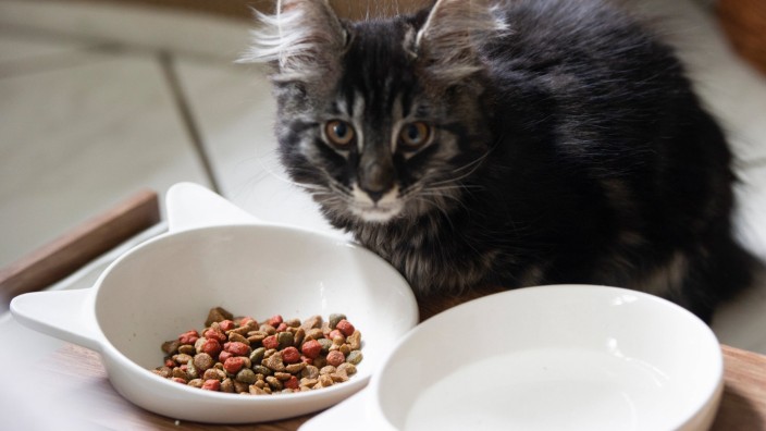 Tiernahrung für Hunde und Katzen: Viele Katzen bekommen mehr Futter als eigentlich nötig.