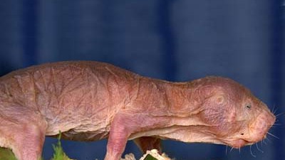 Serie: Bio bizarr (15): Nacktmulle sind die einzigen eusozialen Säugetiere.