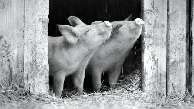Im Kino: Dokumentarfilm "Gunda": Die Schweineidylle, in der Gunda ihre Kinder um sich hat, wird nicht von Dauer sein...