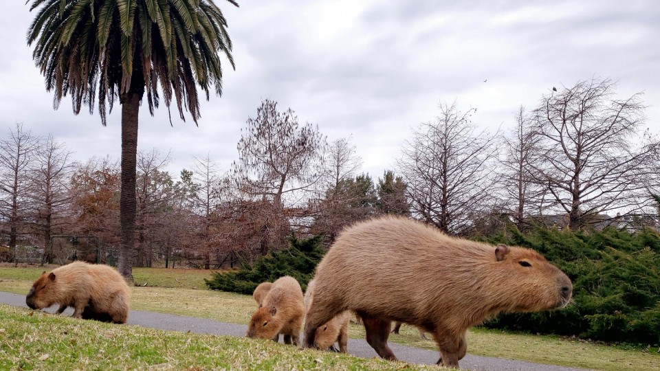 Buenos Aires: Los capibaras ocupan un asentamiento de lujo – Panorama