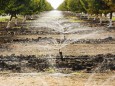 Almod tree being irrigated in California s Central Valley, which is in the grip of a four year long drought. The catastr