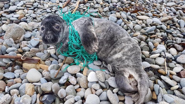 Naturschutz: Robben und andere Meerestiere verenden kläglich in den zurück gelassenen Netzen.