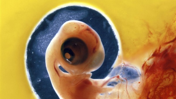 Chicken chick - 6 day old embryo in egg PUBLICATIONxINxGERxSUIxAUTxONLY Copyright: JeanxMichelxLabat 10769986