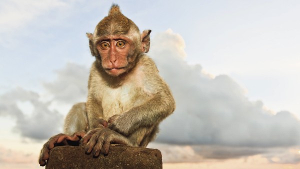 Indonesia Bali Island Bukit peninsula Monkey sitting on stone PUBLICATIONxINxGERxSUIxAUTxHUNxONLY