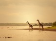 Giraffes in Golden Light of Africa on Water Ngorongoro, Arusha Region, Tanzania PUBLICATIONxINxGERxSUIxAUTxONLY CR_HIEO2
