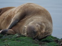 Walross in der Nordsee: Chillen im Wattenmeer